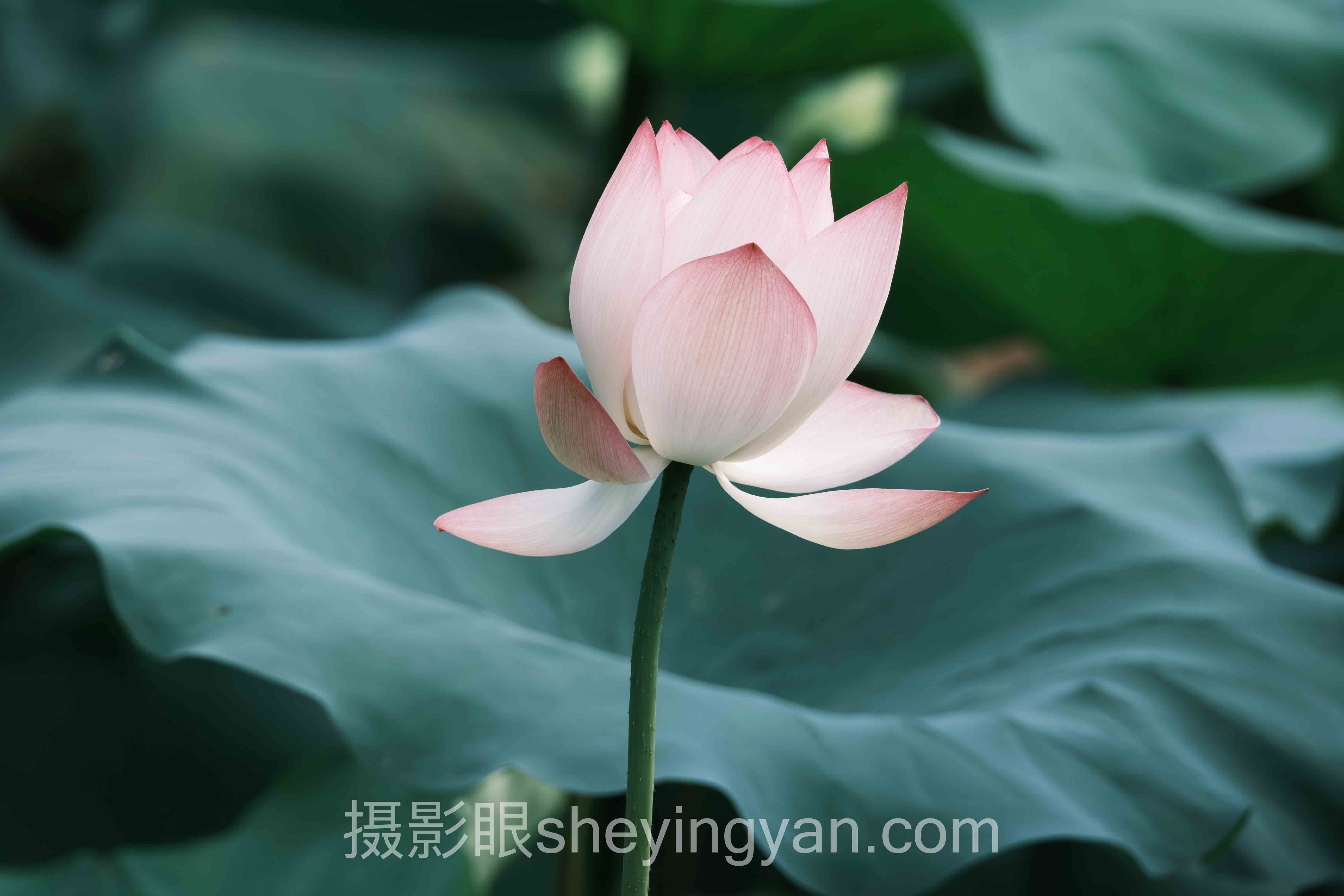 对话行业专家：朋友说照片不好看怎么办的关键洞察与前瞻