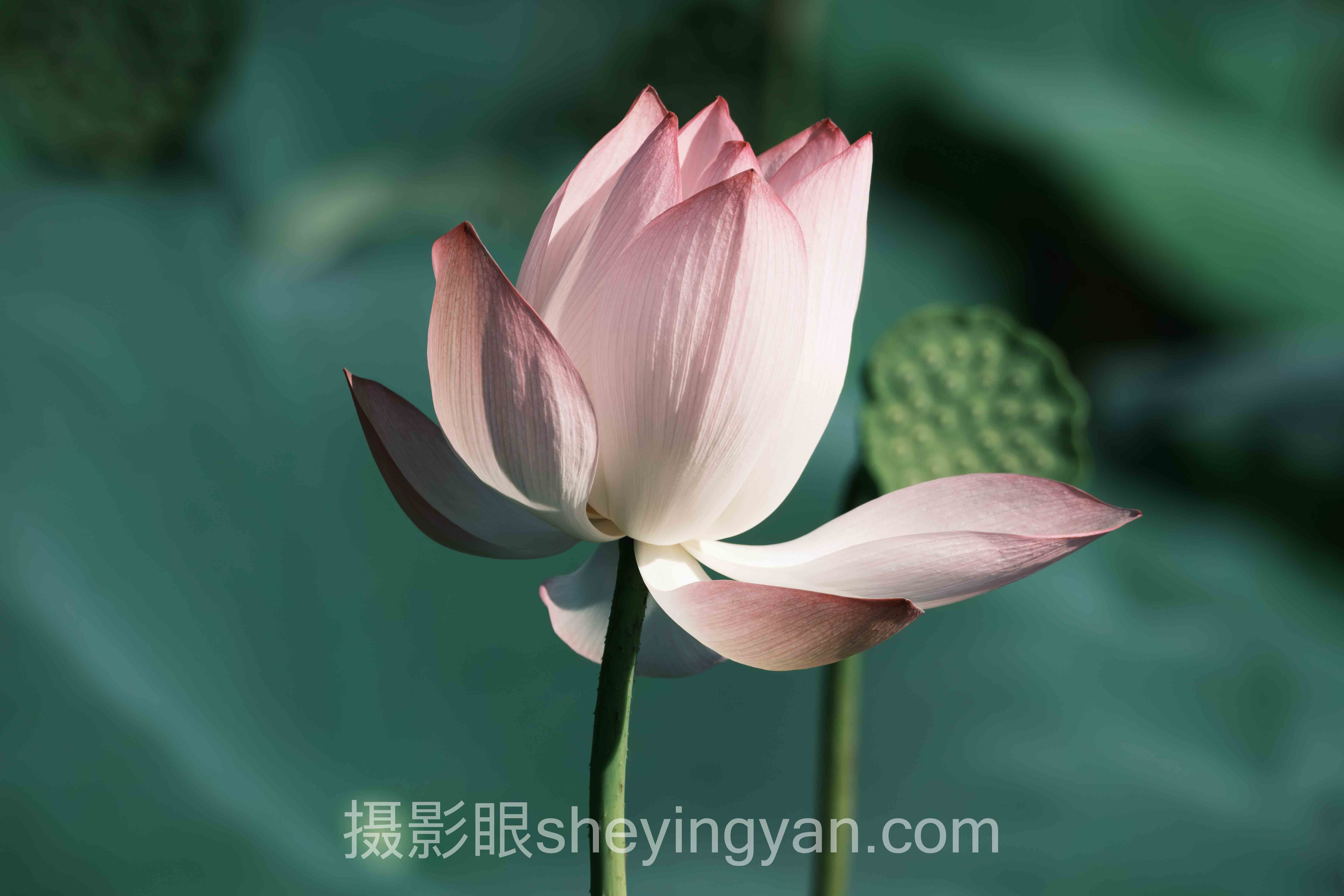 专家深度解读：照片点评色彩空间的机遇与挑战