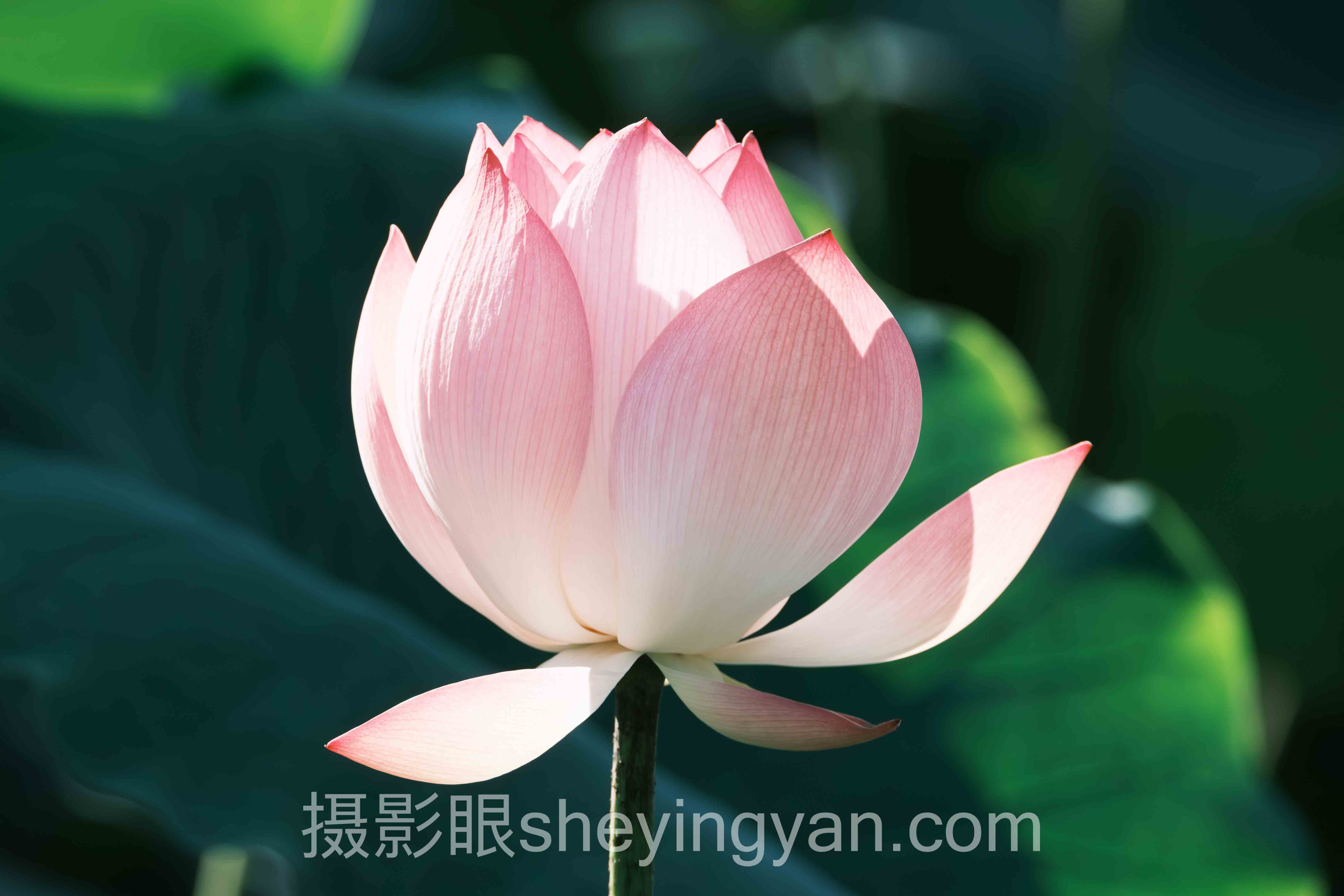 AI照片评分大光圈模式深度评测：3大平台全面解析
