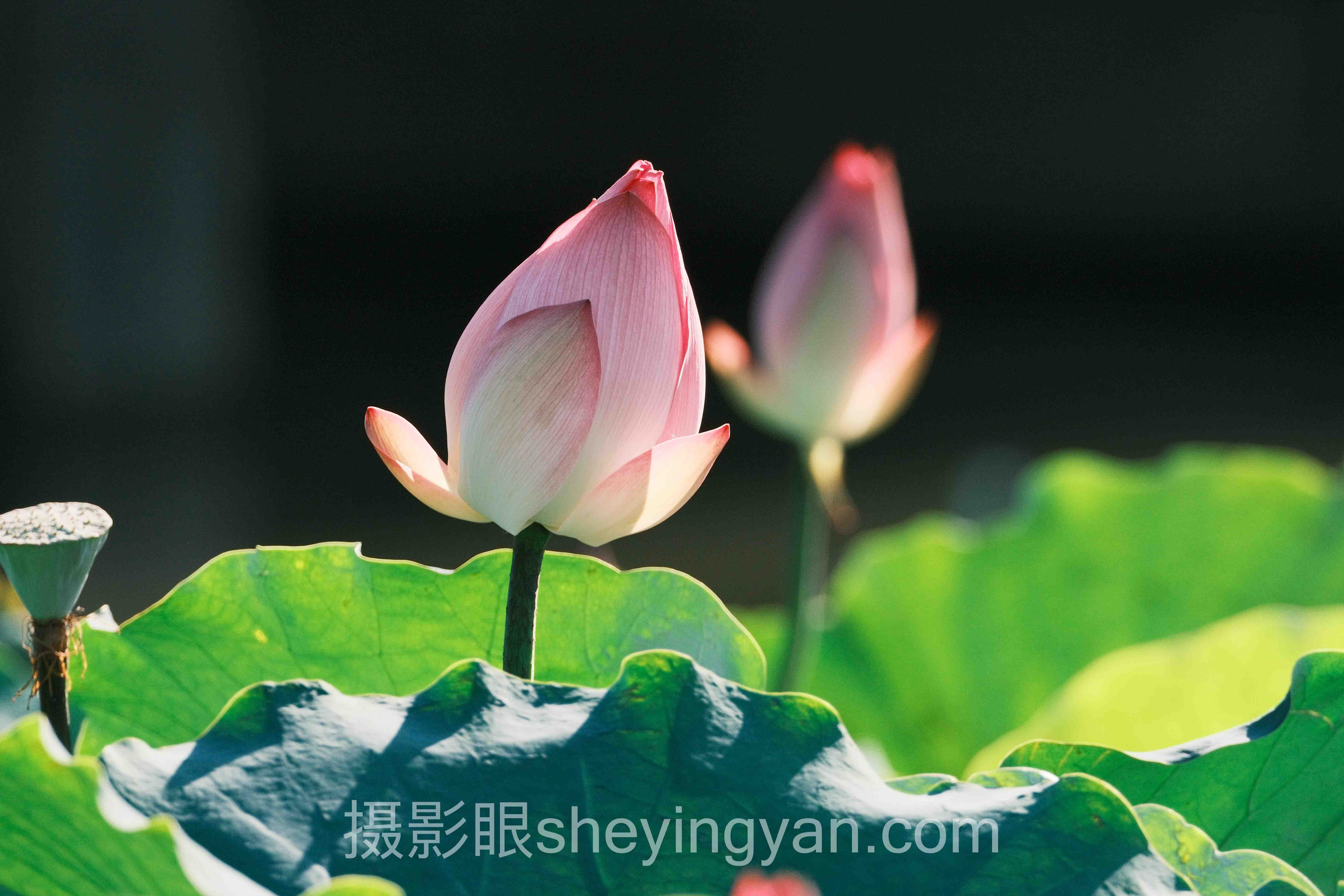 摄影眼官网打分全景解读:AI照片评分的痛点与破局之道