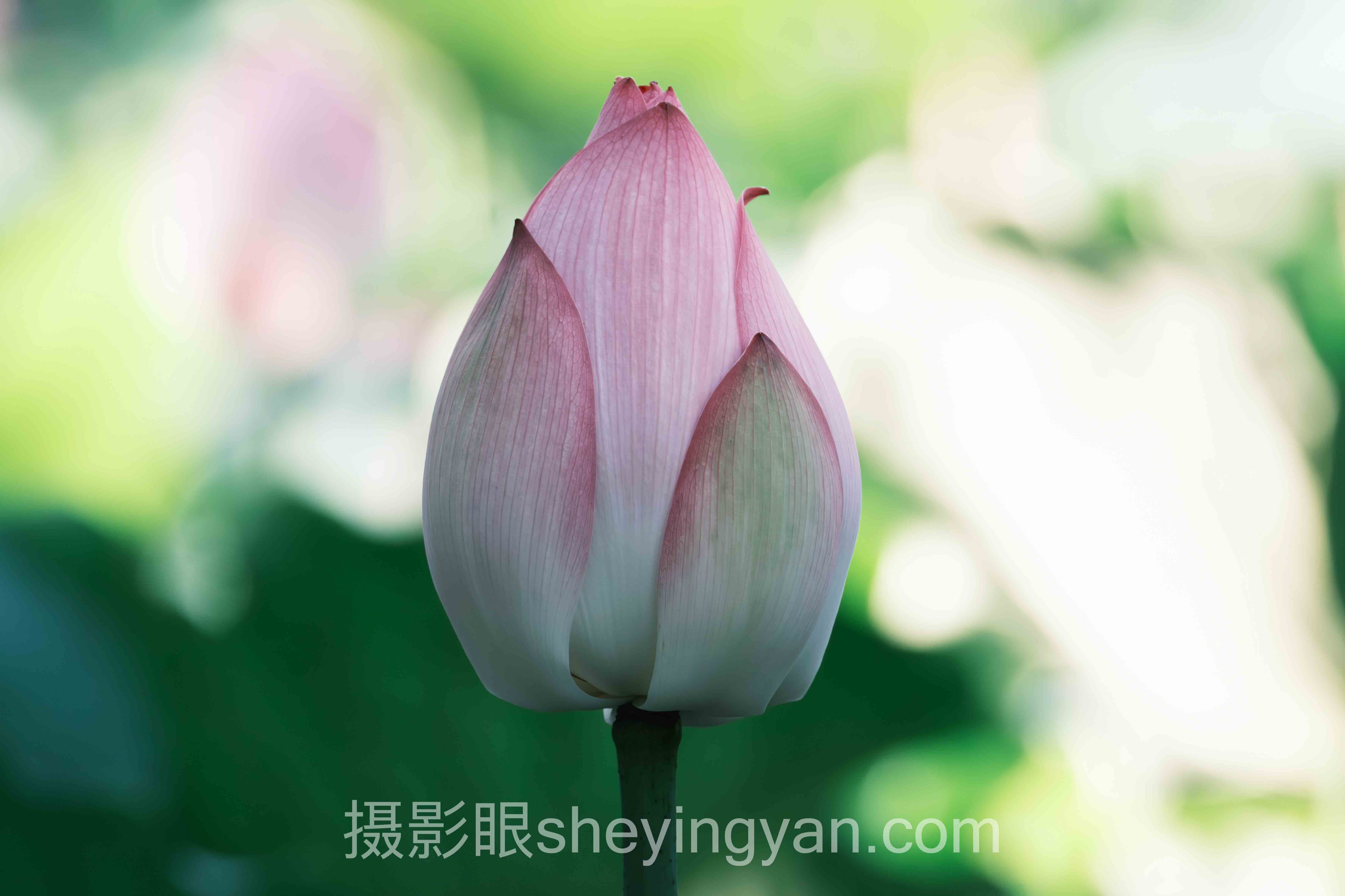 摄影眼移轴镜头