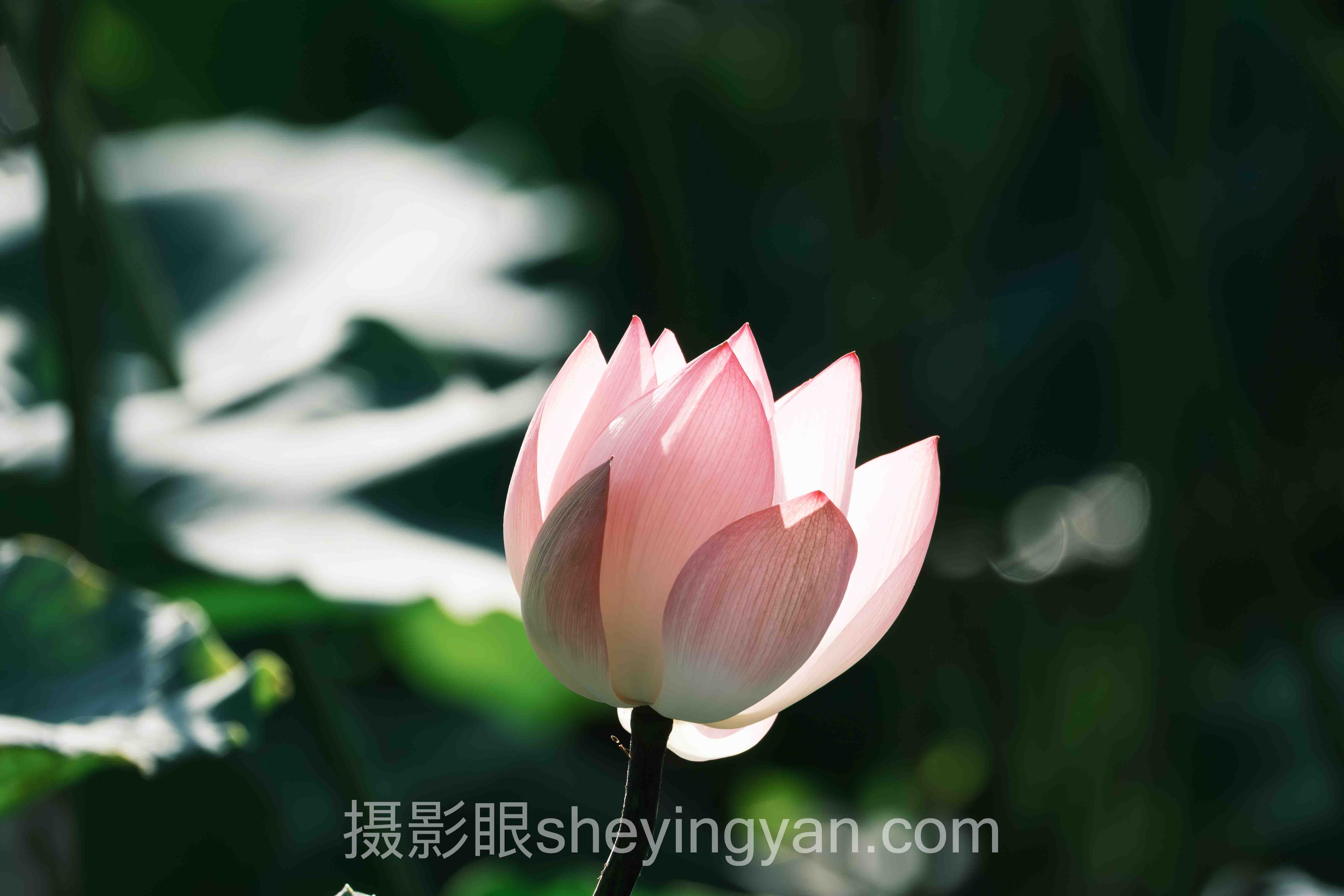 数据说话：摄影构图技巧对照片评分的影响分析