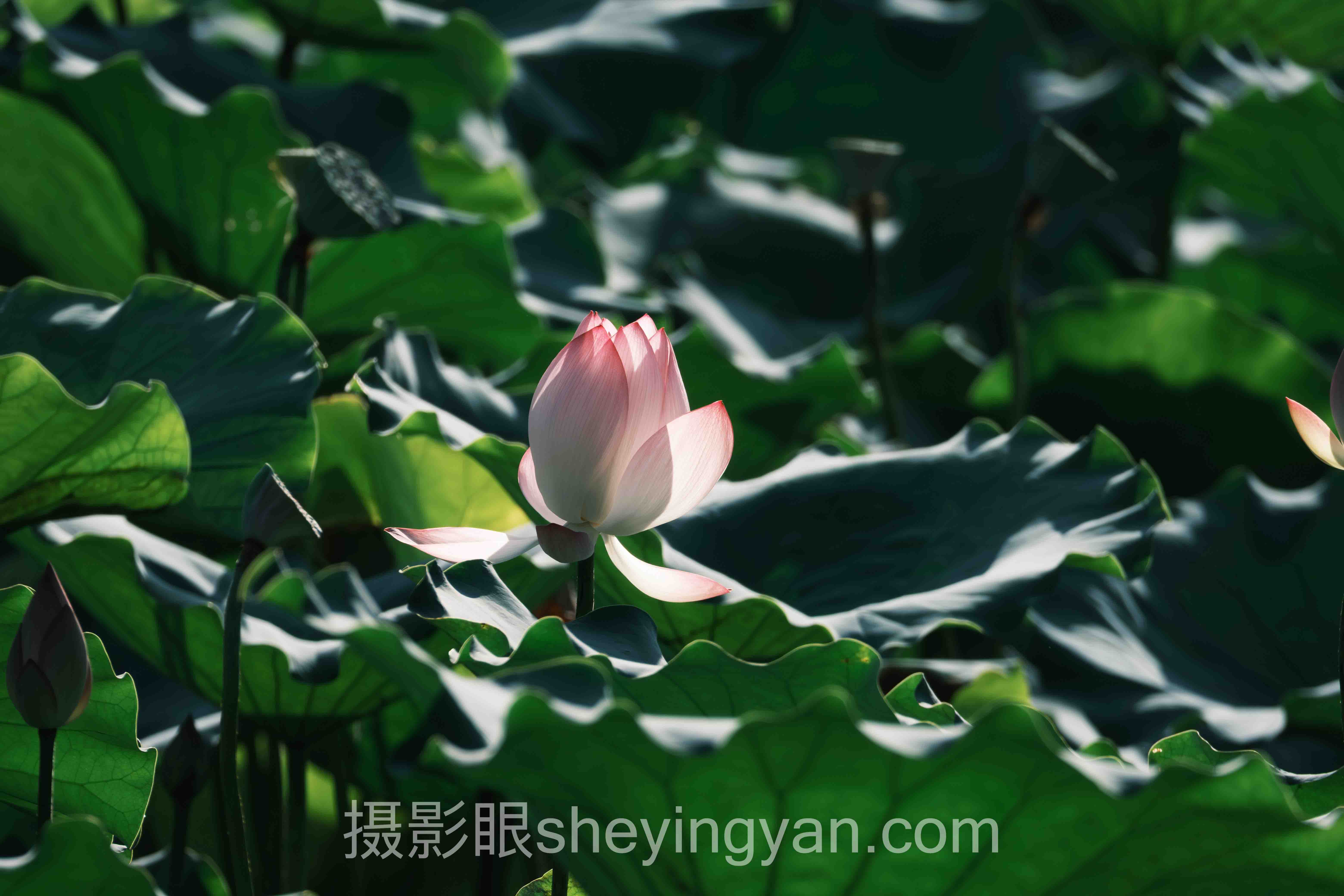摄影眼烟花拍摄