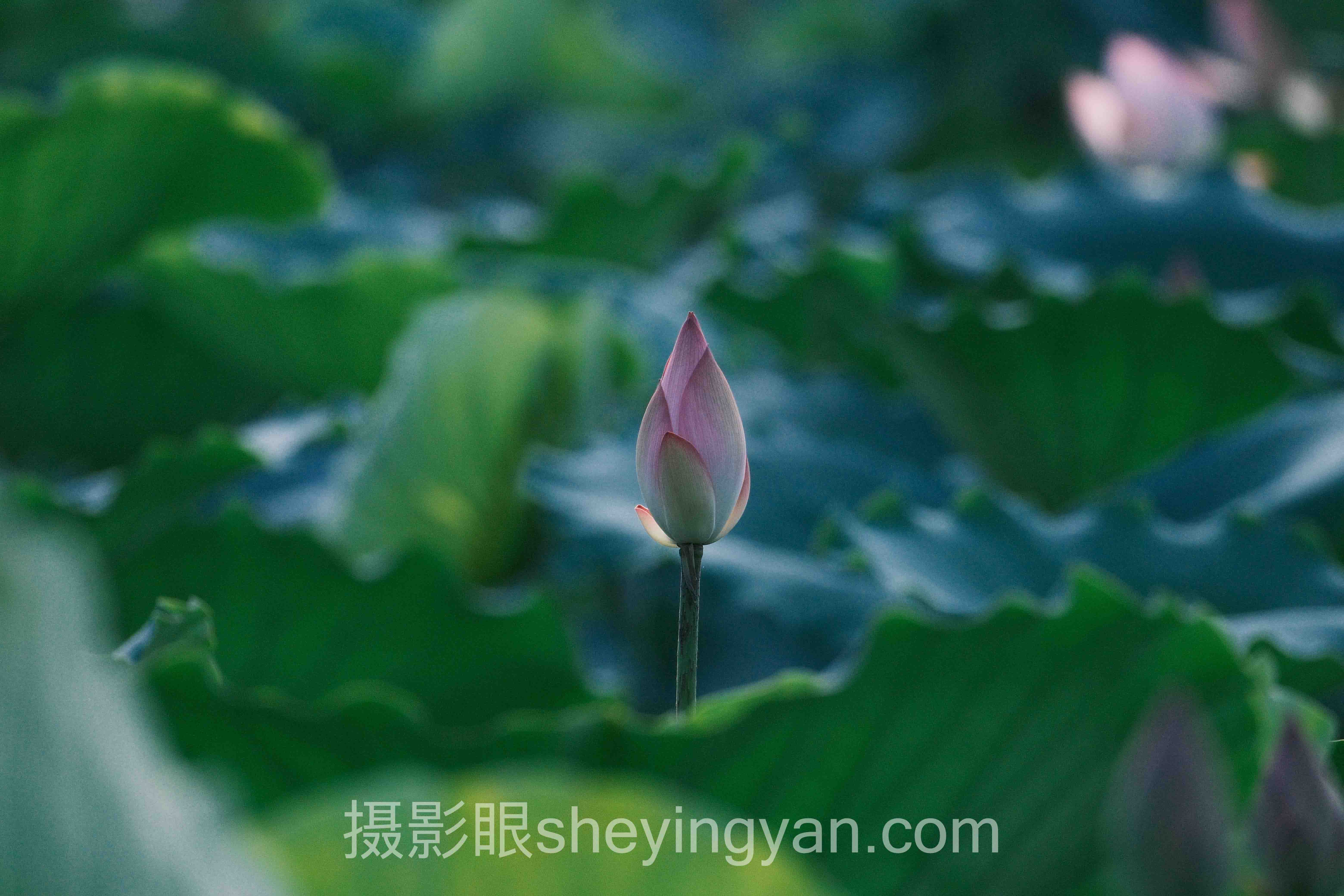 照片评分系统软件推荐