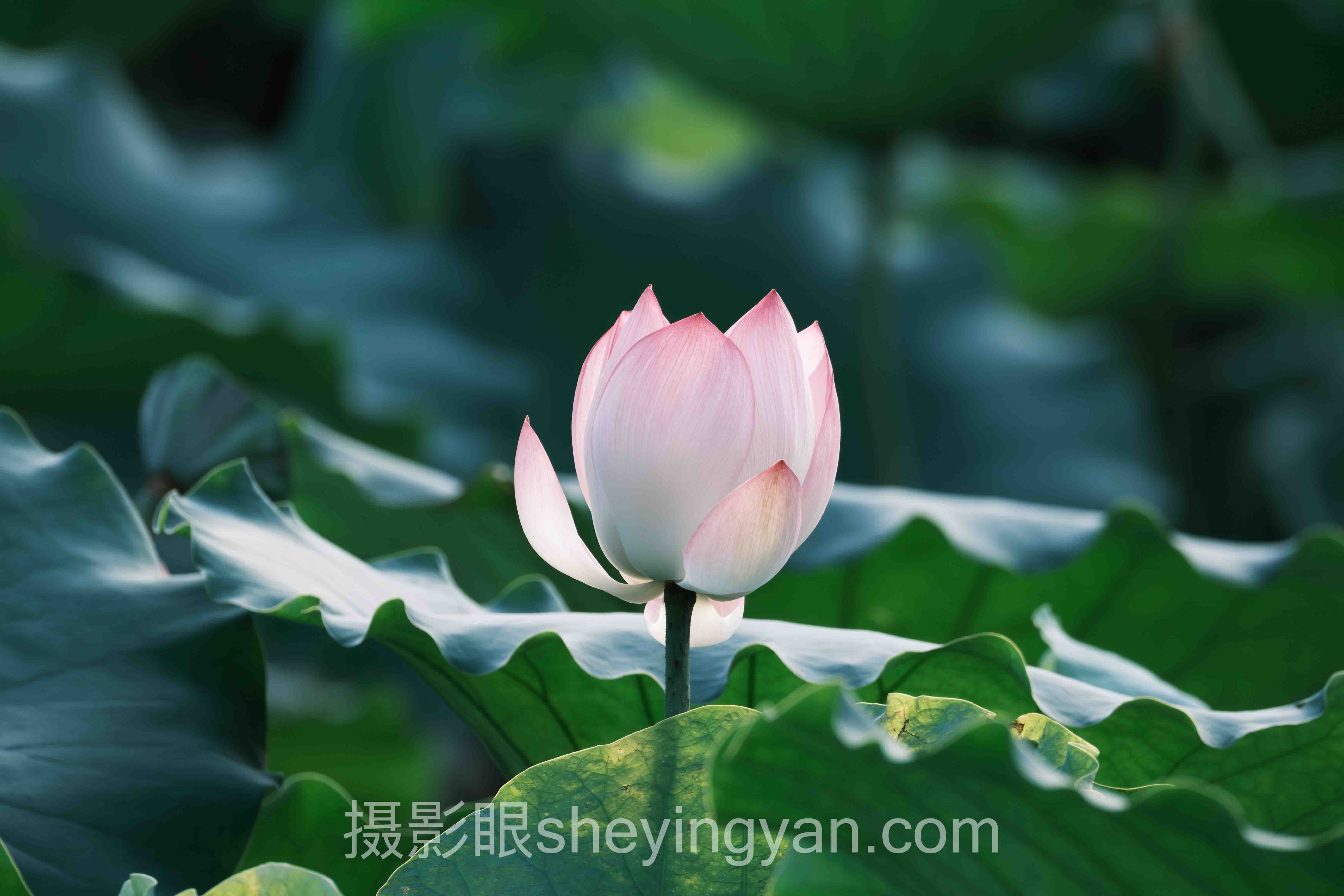 摄影照片点评平台