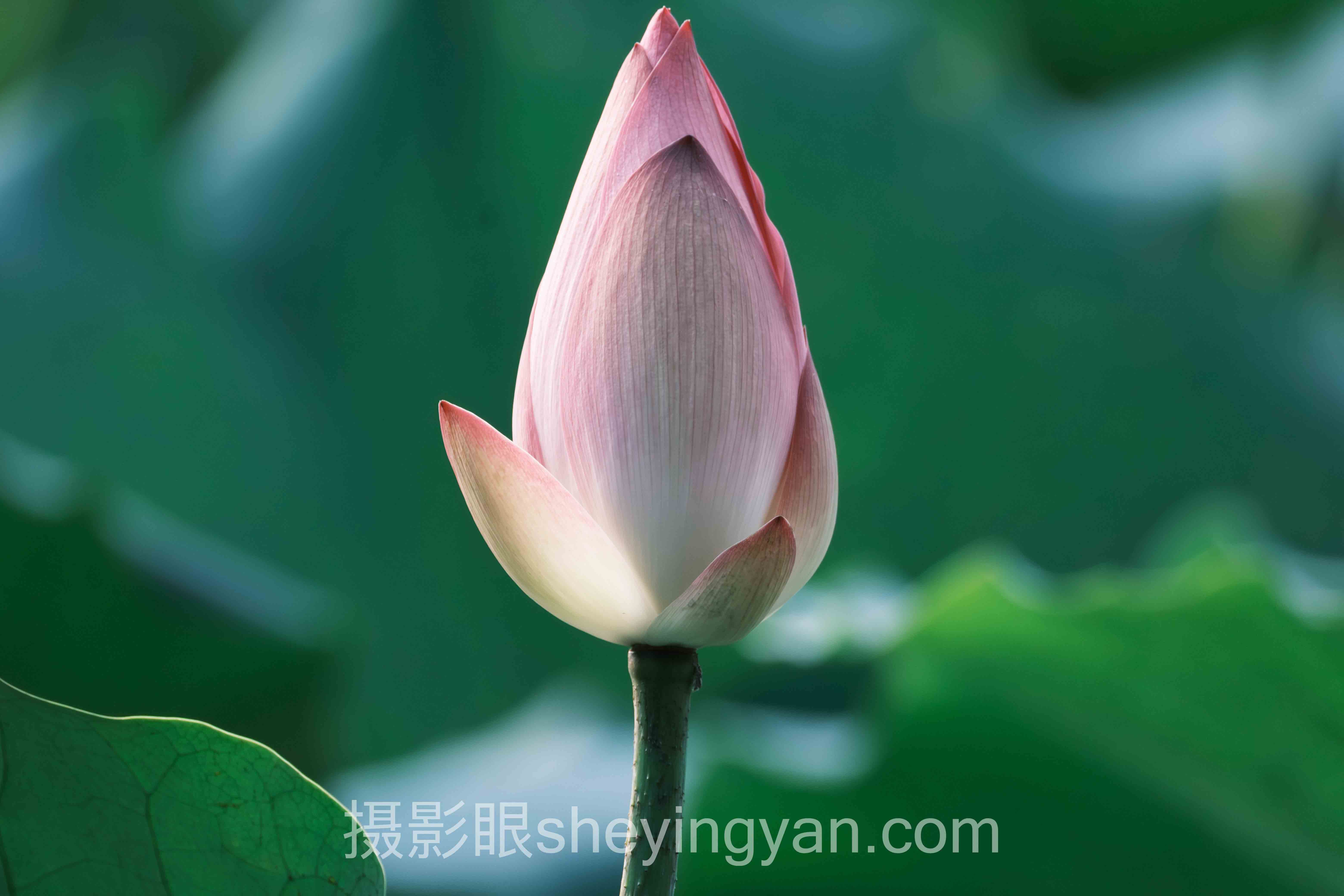 对话行业专家：摄影水平肉眼可见提升的关键洞察与前瞻