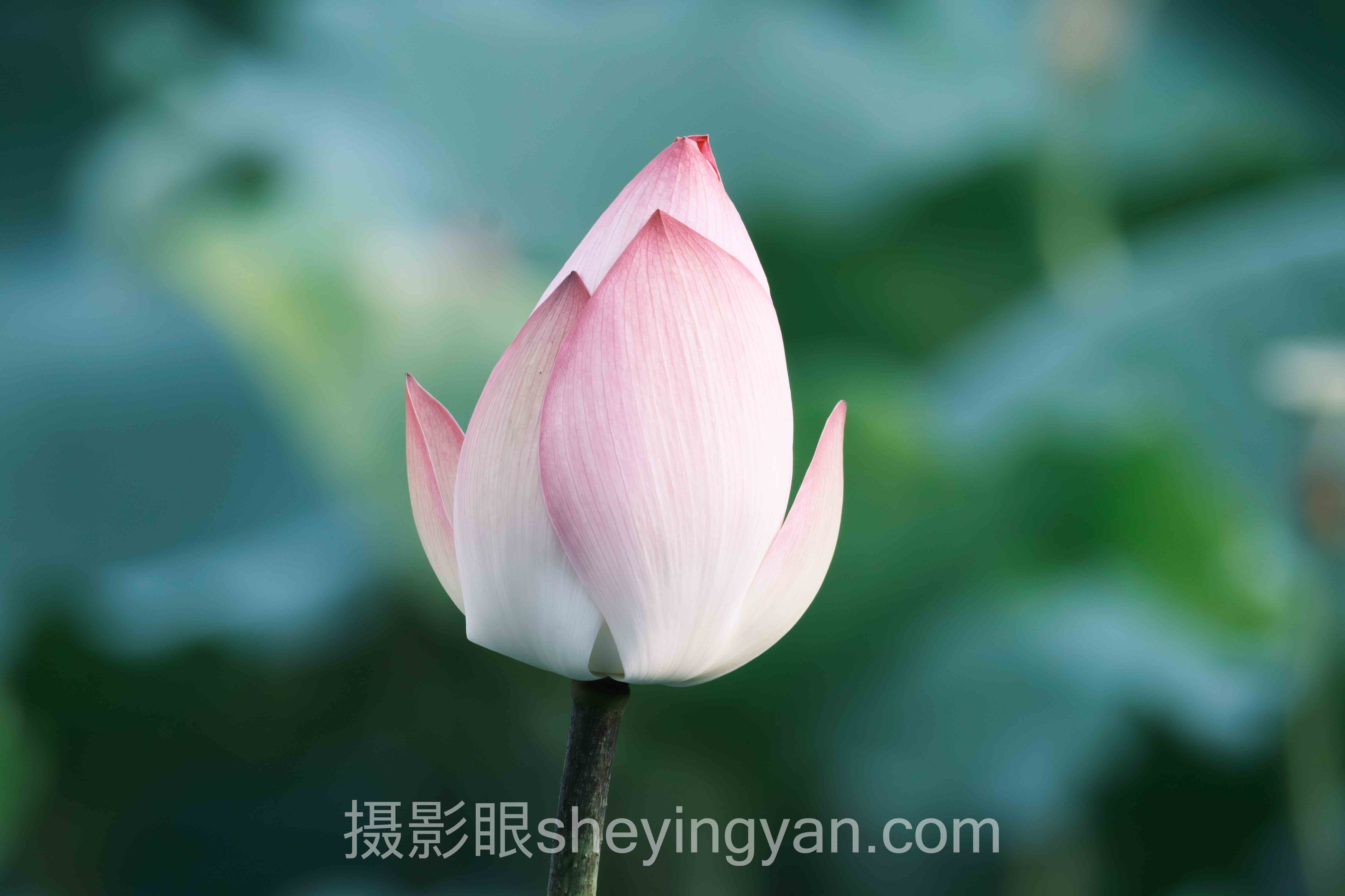 专家深度解读：摄影眼永久地址sheyingyan.com的机遇与挑战