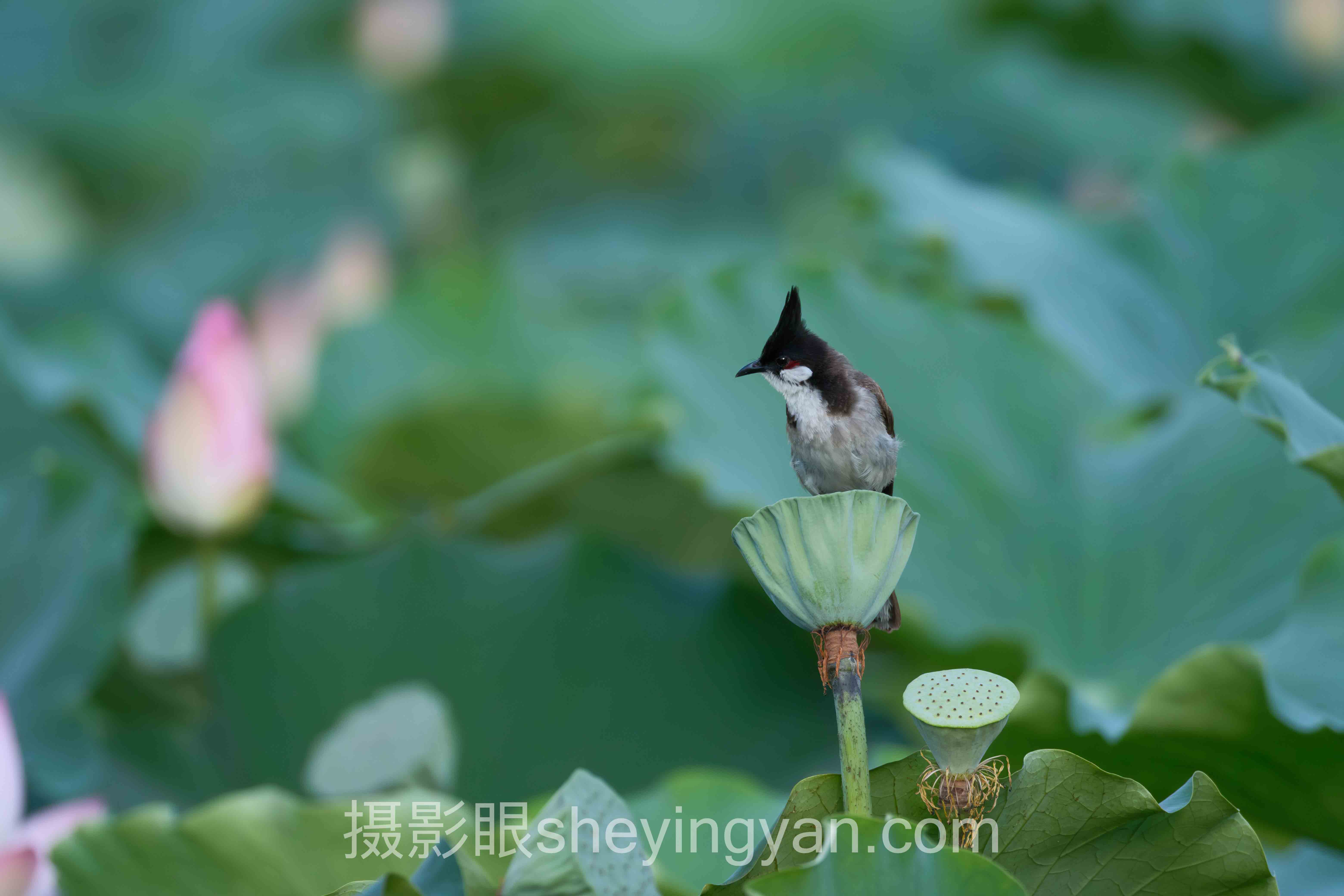 数据说话：创意摄影点评与AI照片评分的最新发展现状