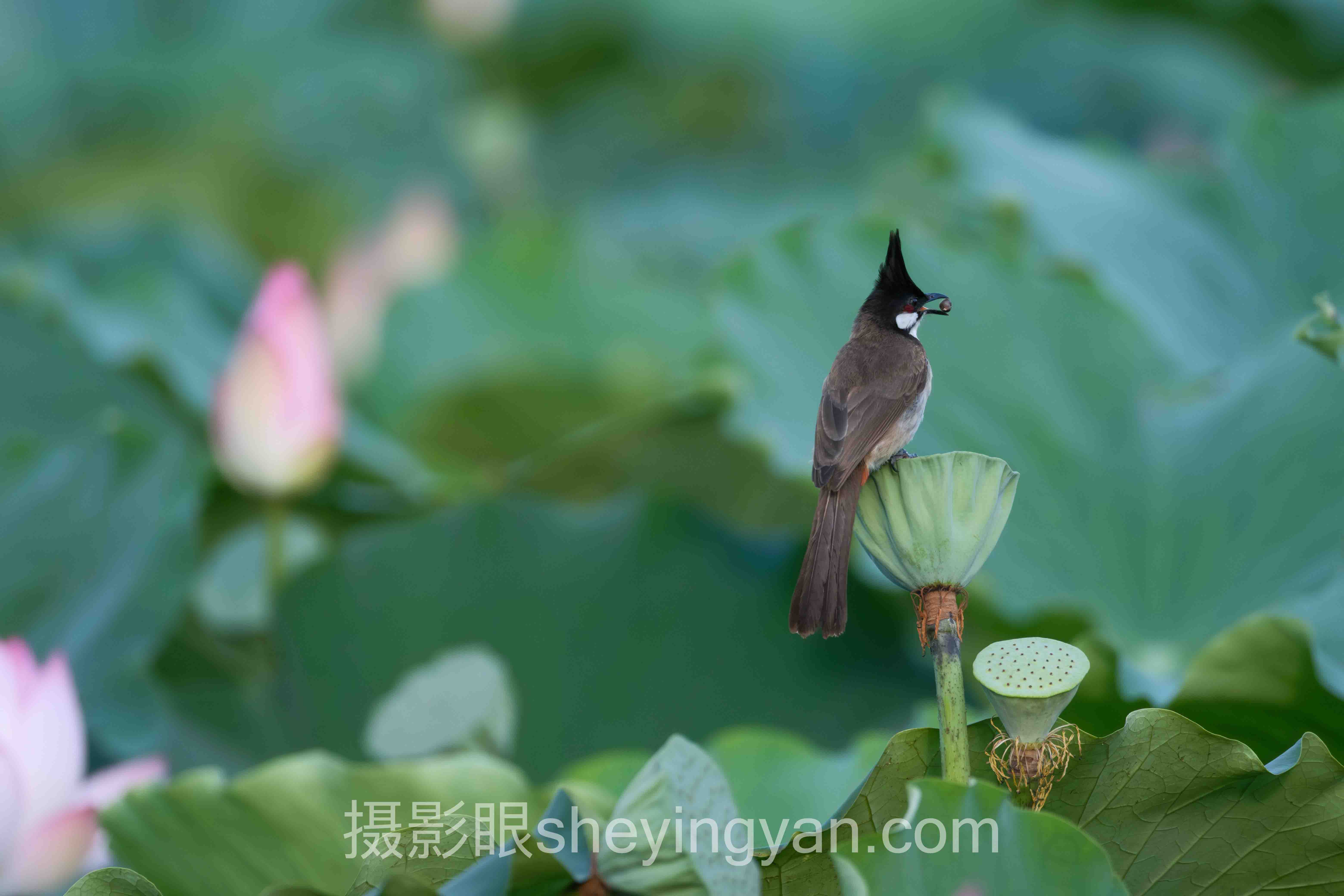 摄影眼官网sheyingyan.com打不开怎么办