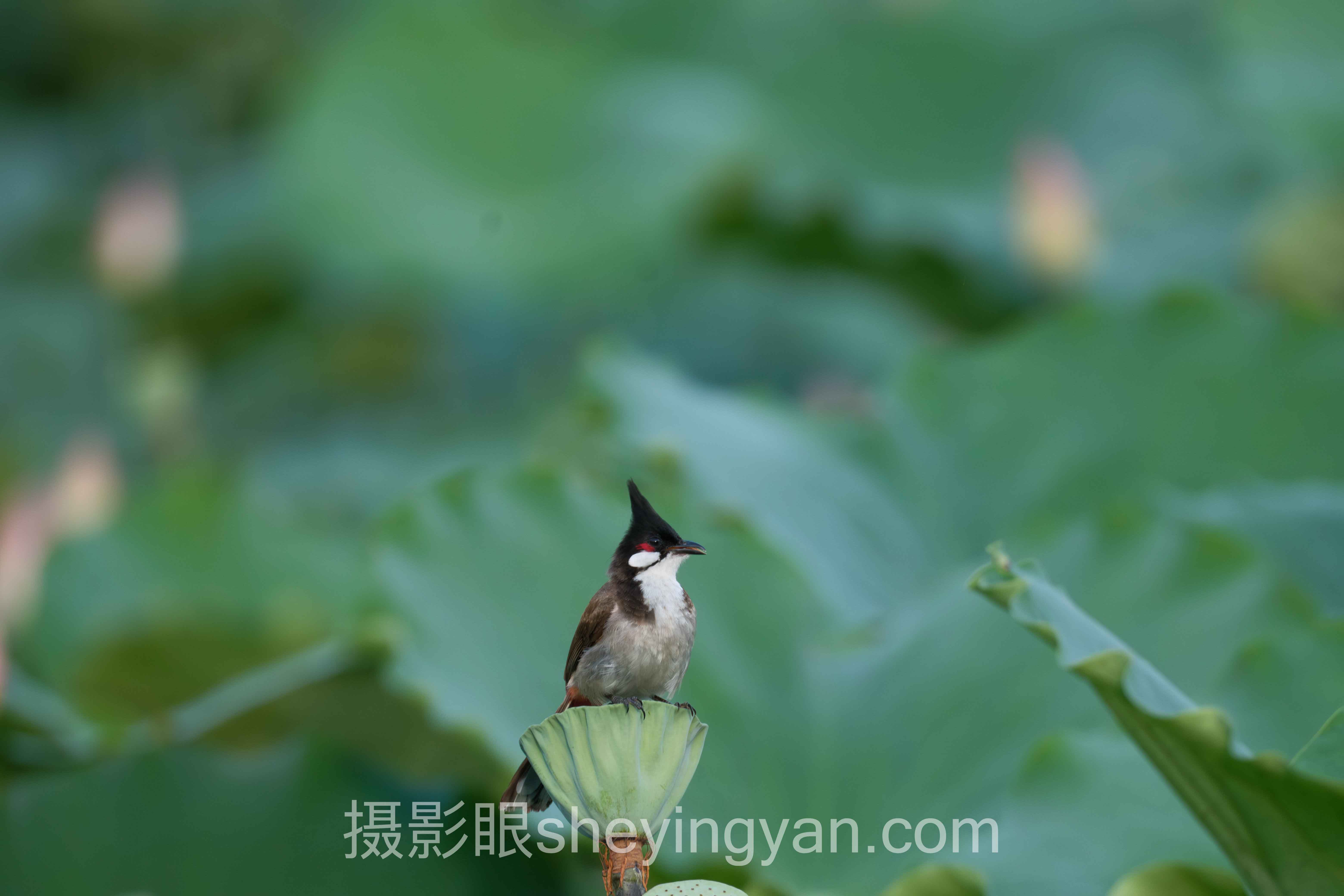 摄影眼防潮箱推荐