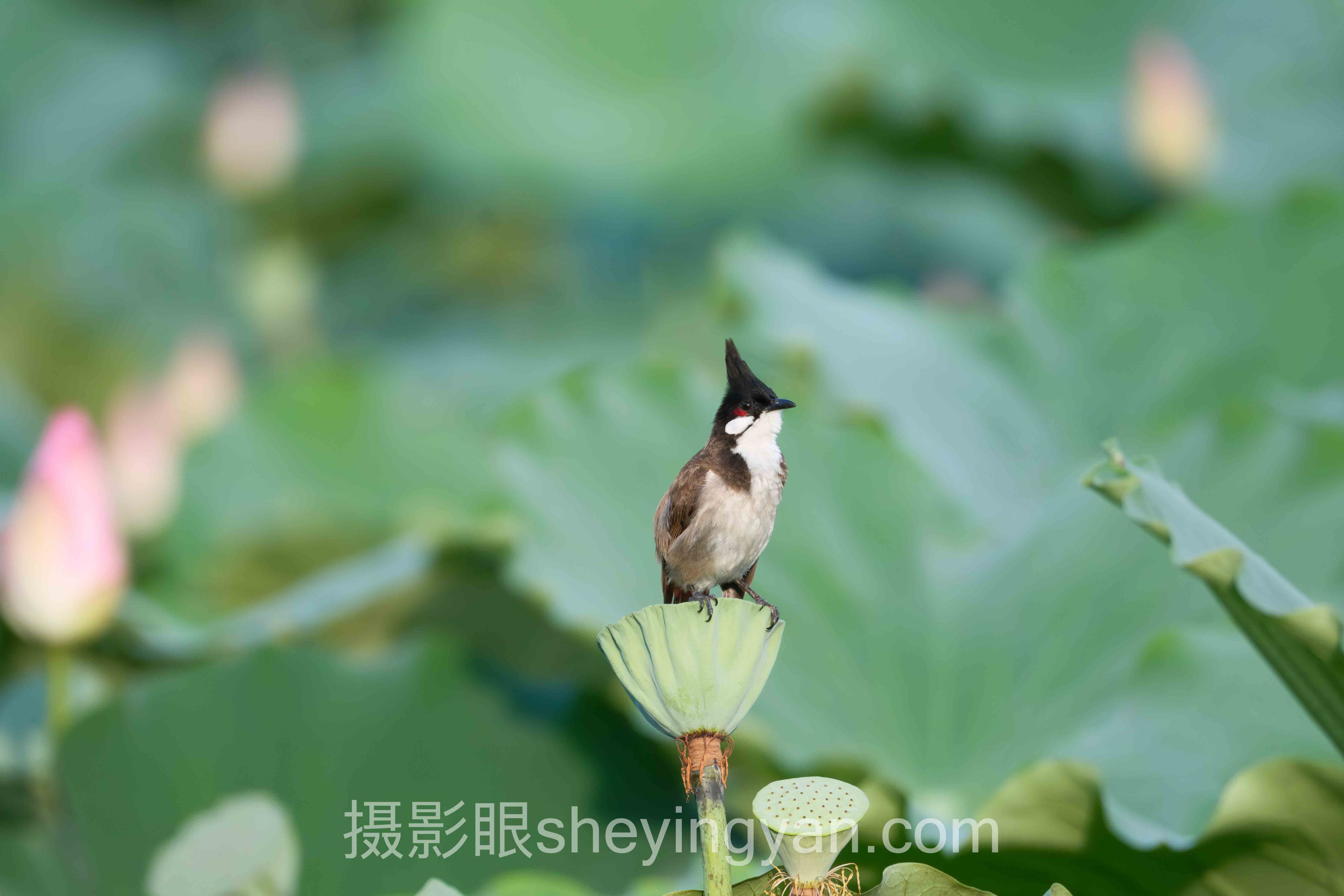 附近新手学摄影培训班深度分析:现状、挑战与未来趋势