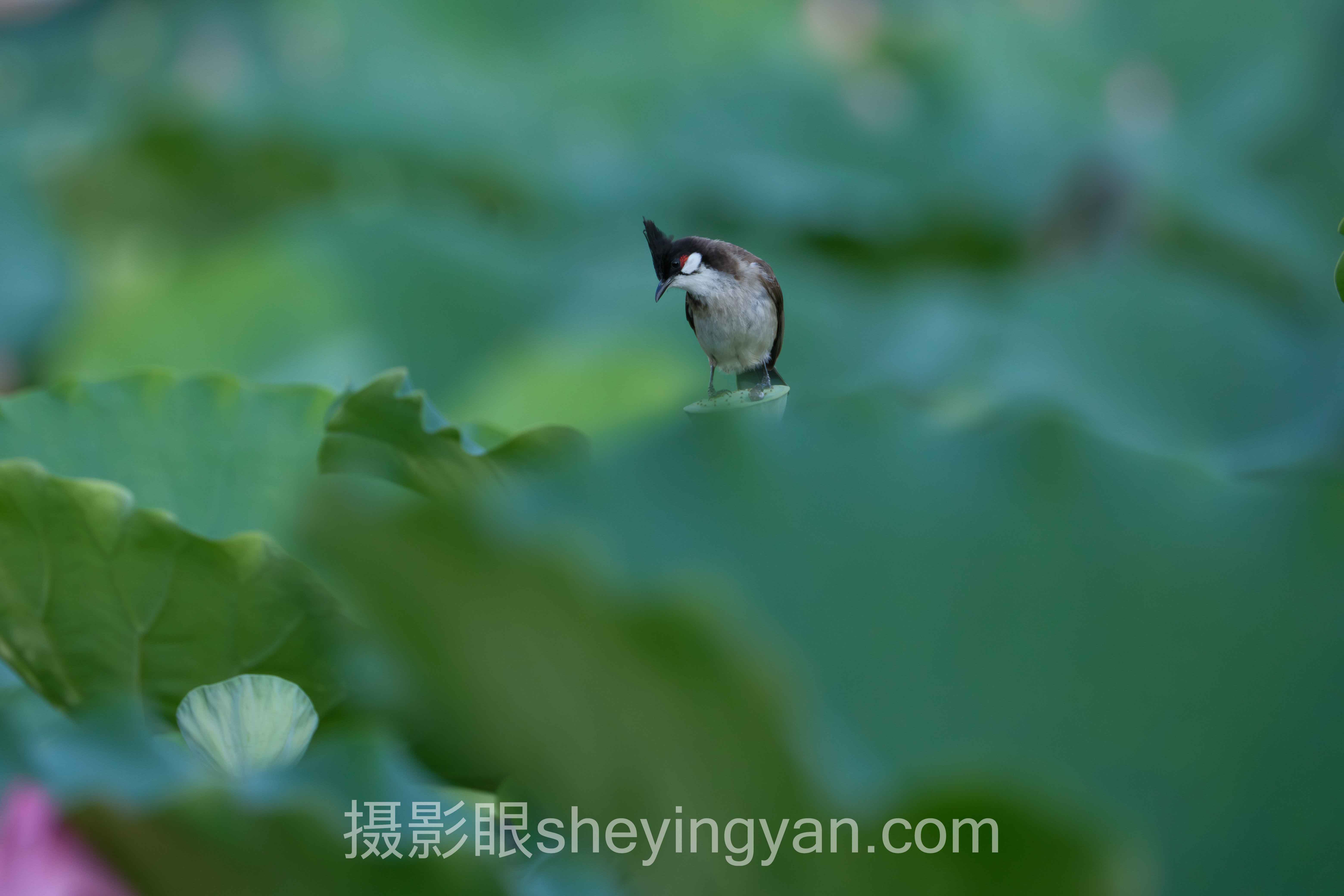 AI照片点评怎么做？3个真实案例拆解告诉你答案