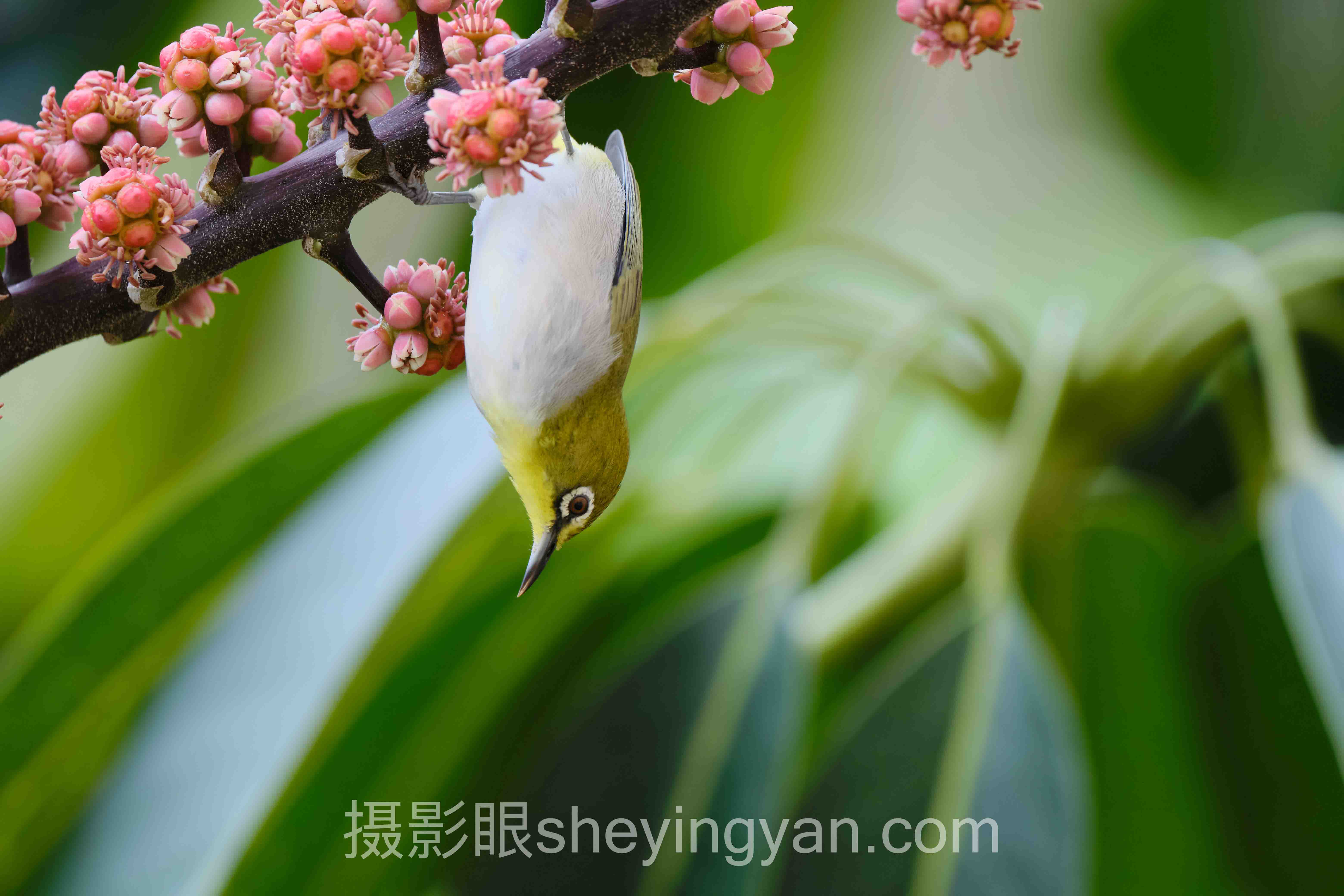 摄影眼平台星芒实战案例拆解：3个成功实践的共同规律