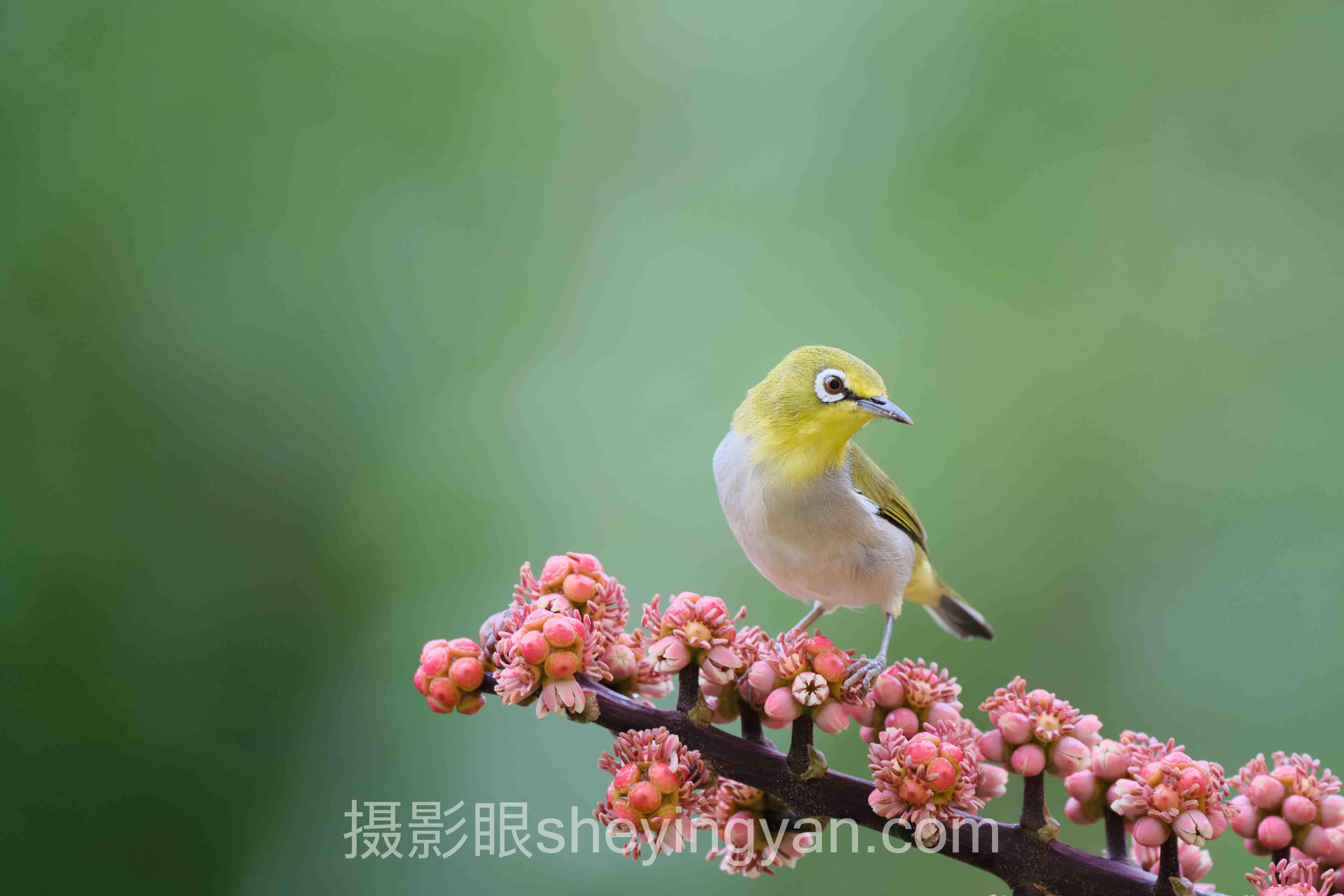 照片点评全问答：摄影风格与构图关系，你想知道的都在这里