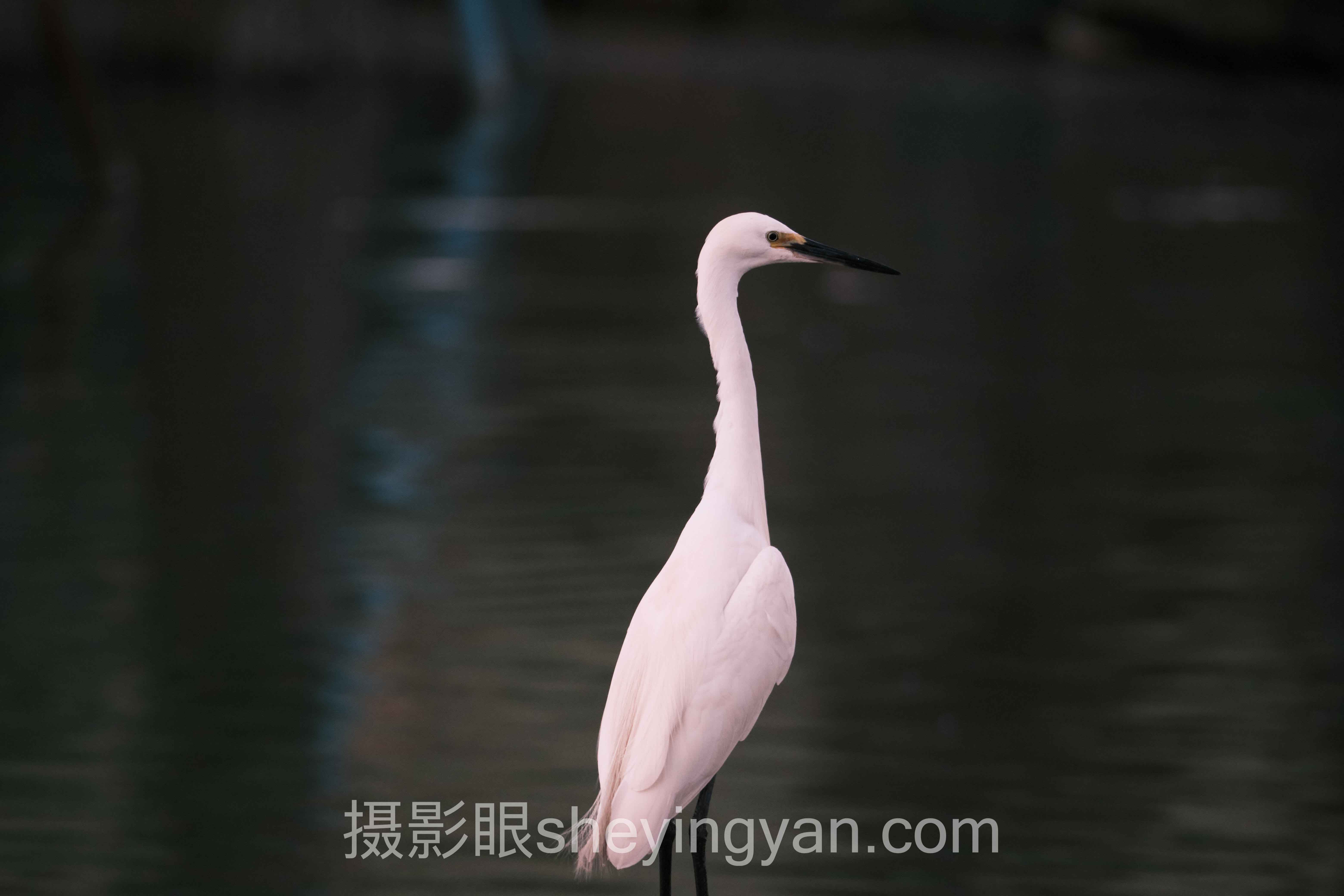 关于照片打分算法的N个关键问题，一次说清