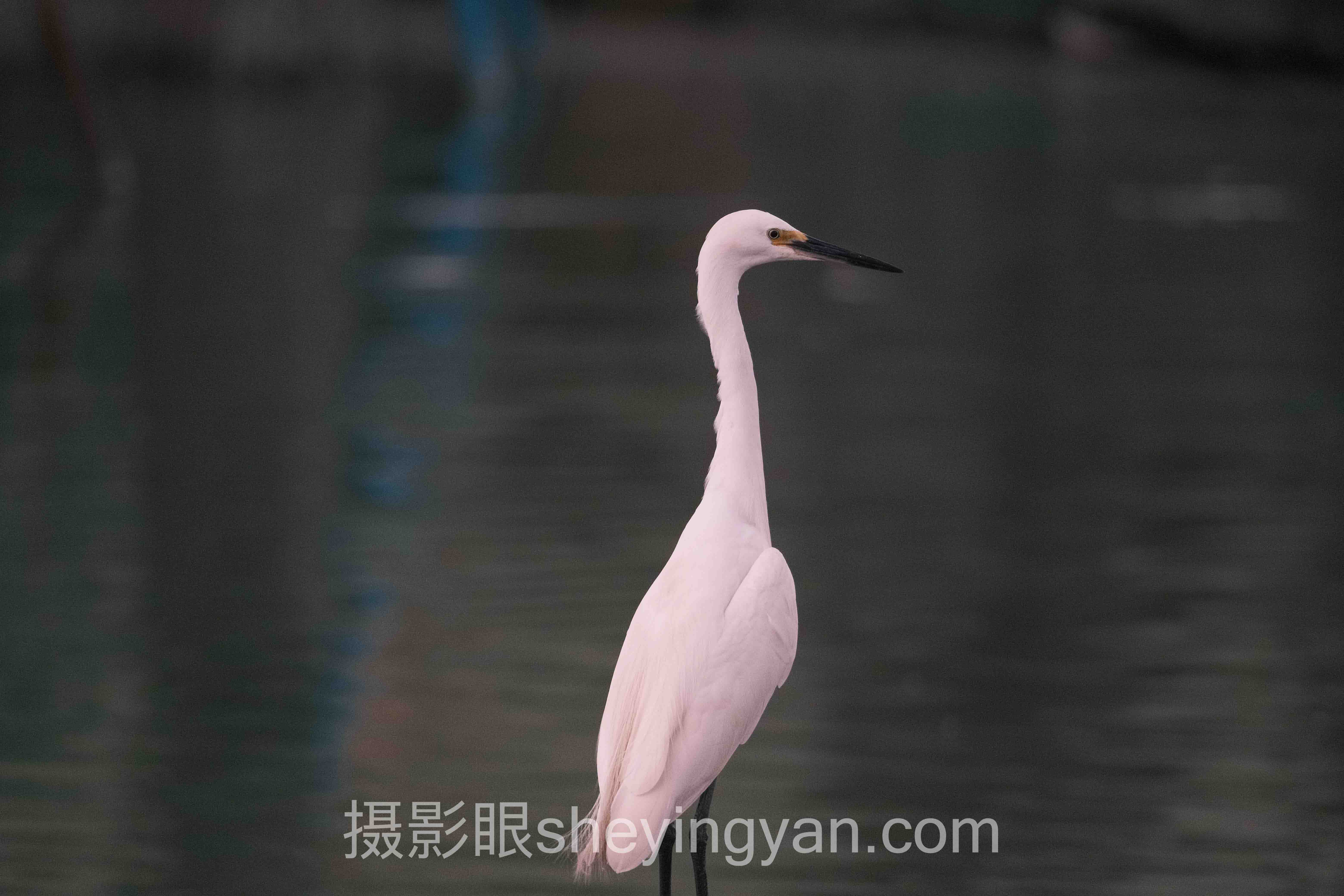 摄影眼官方网站摄影师入驻全问答：你想知道的都在这里