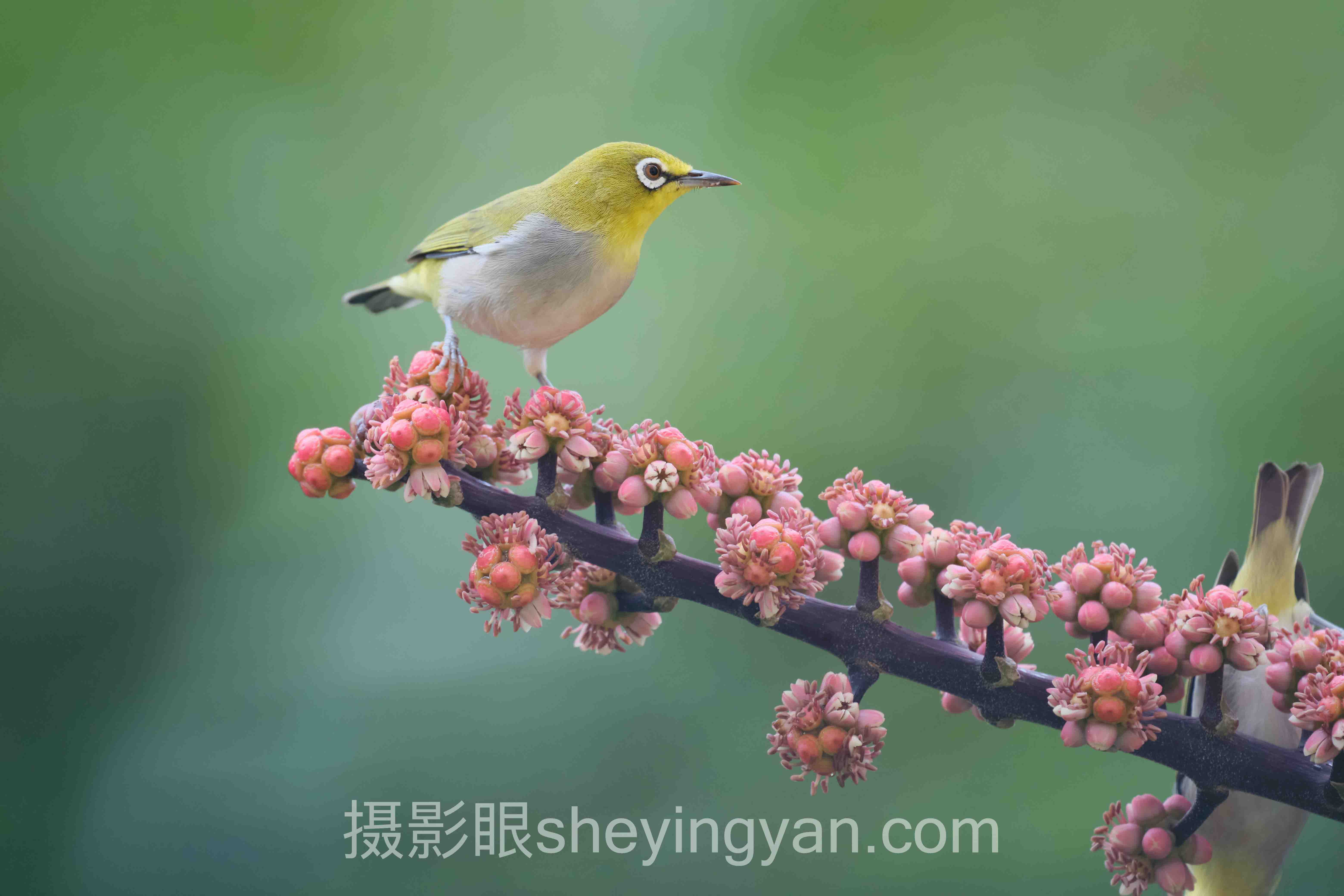 附近新手学摄影培训班深度分析:现状、挑战与未来趋势