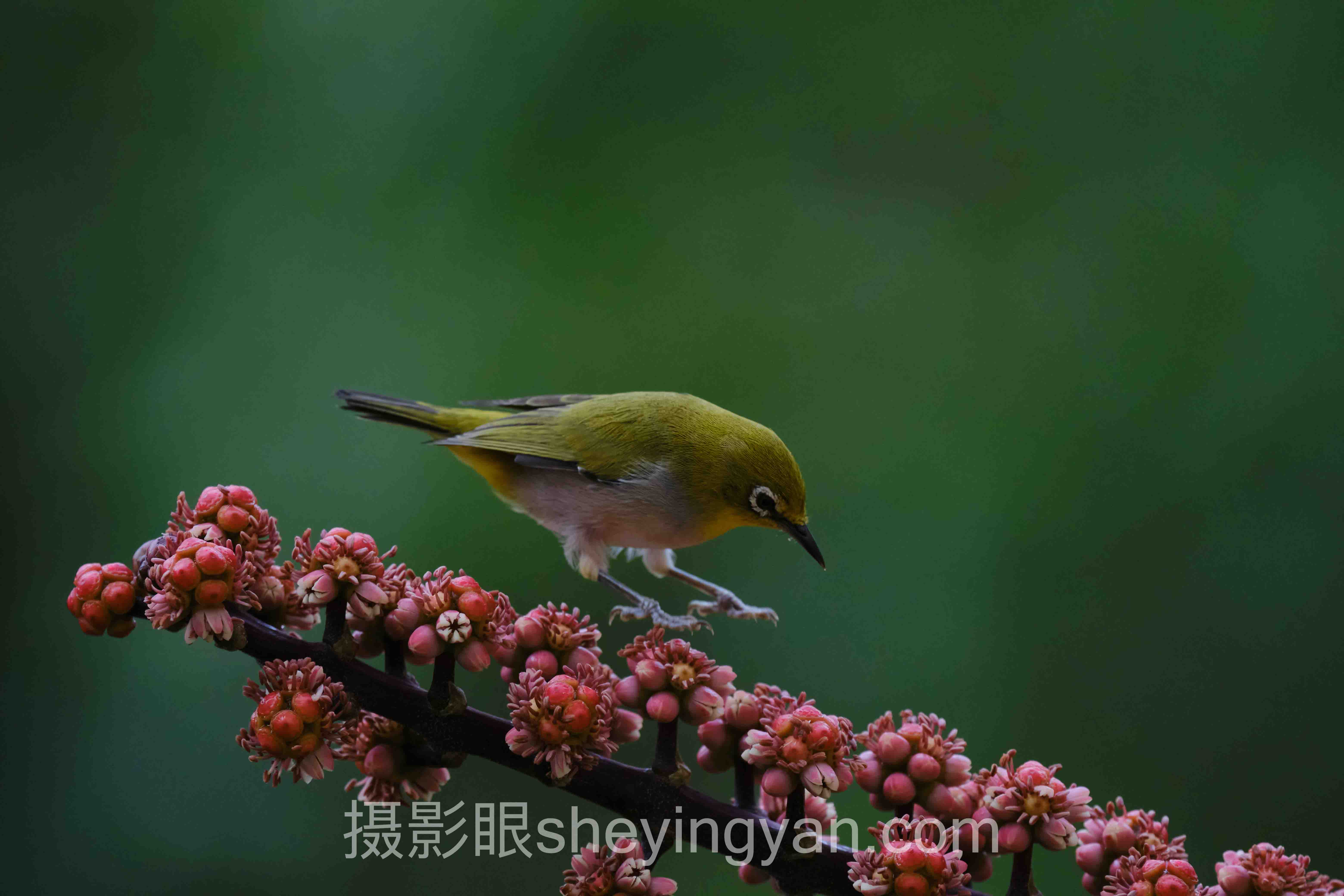 摄影眼平台手机传感器深度评测：5款主流机型成像质量全面解析