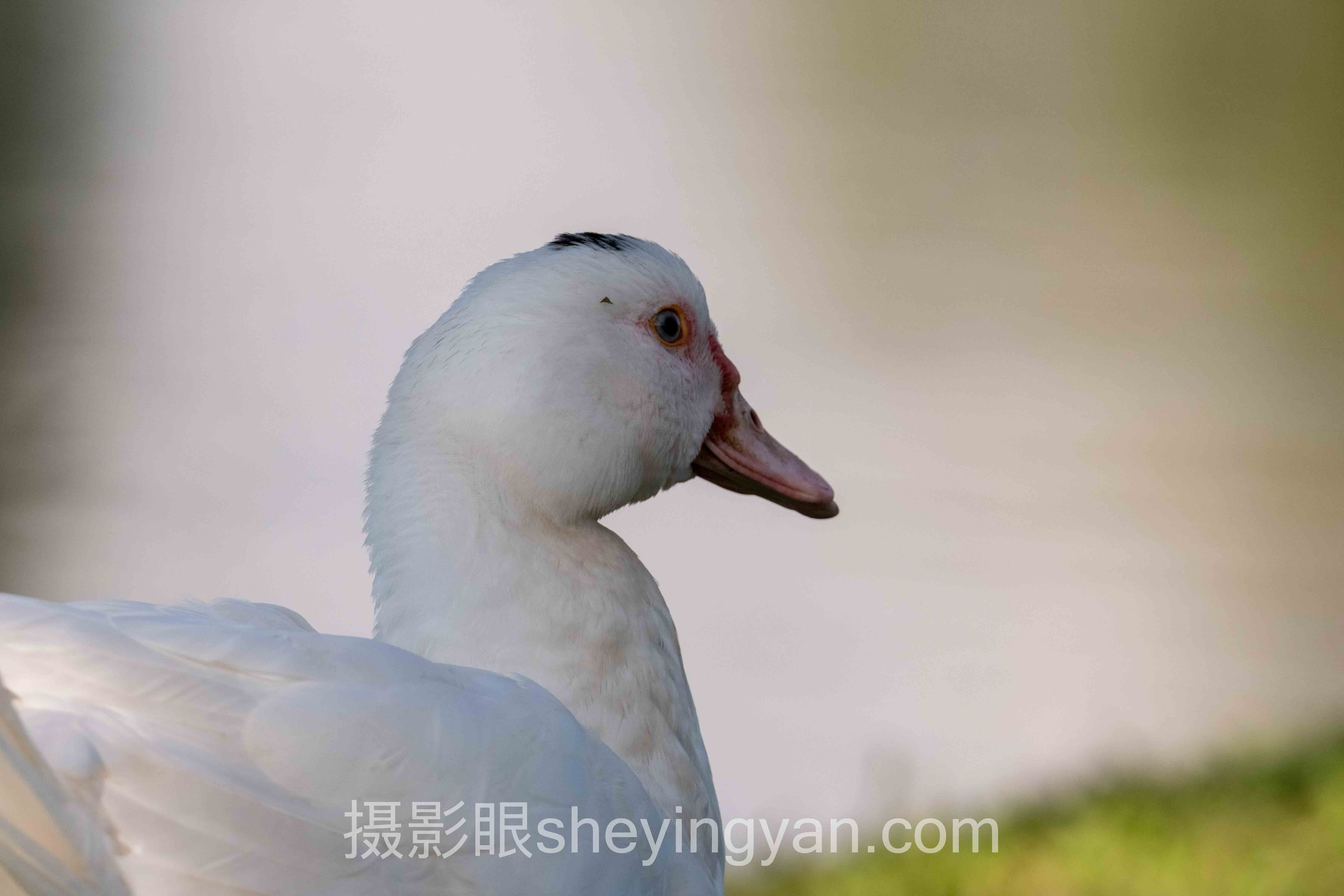 摄影眼测试网站十人谈：多位专家的核心观点汇总
