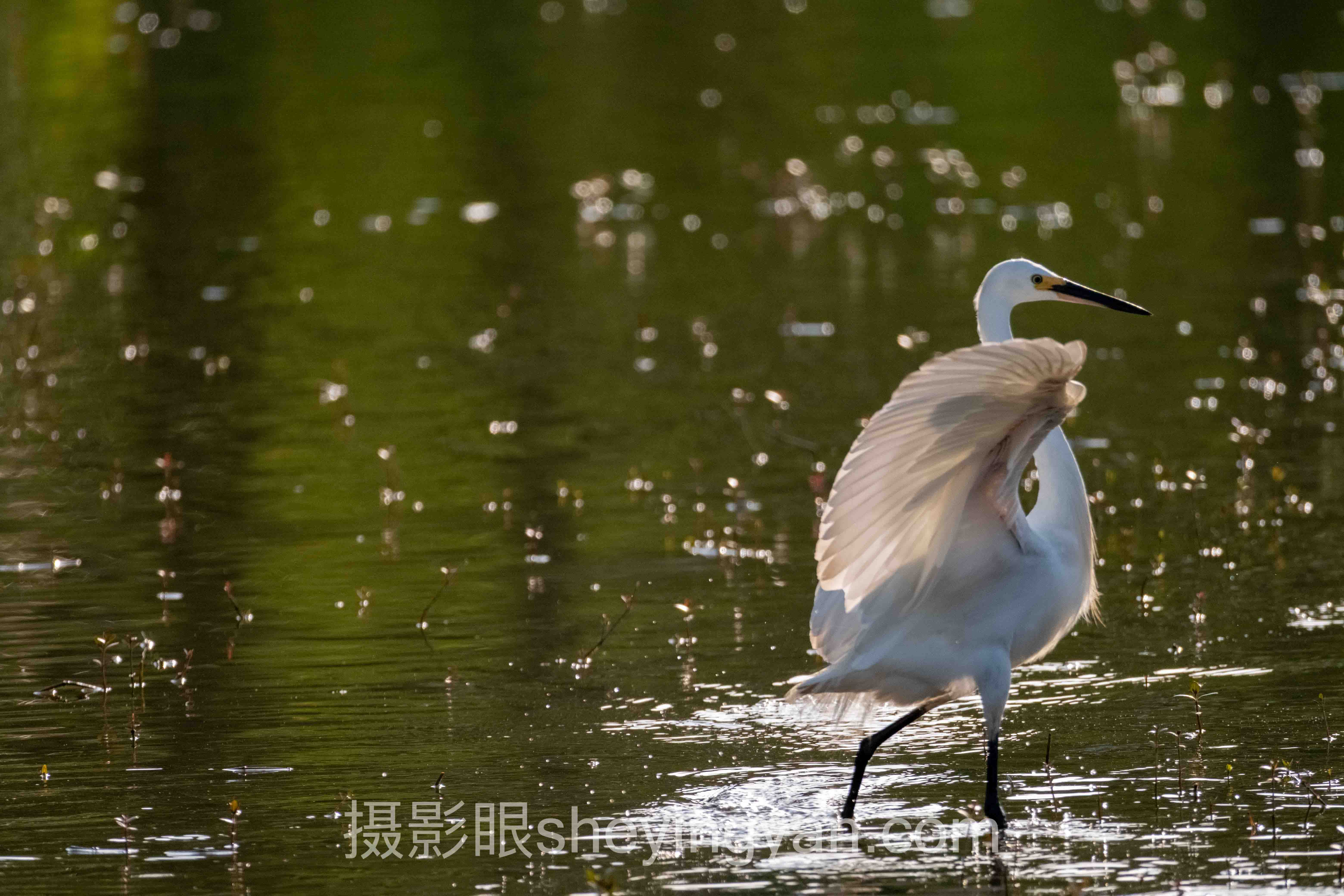专家深度解读：AI照片点评与照片打分平台的机遇与挑战