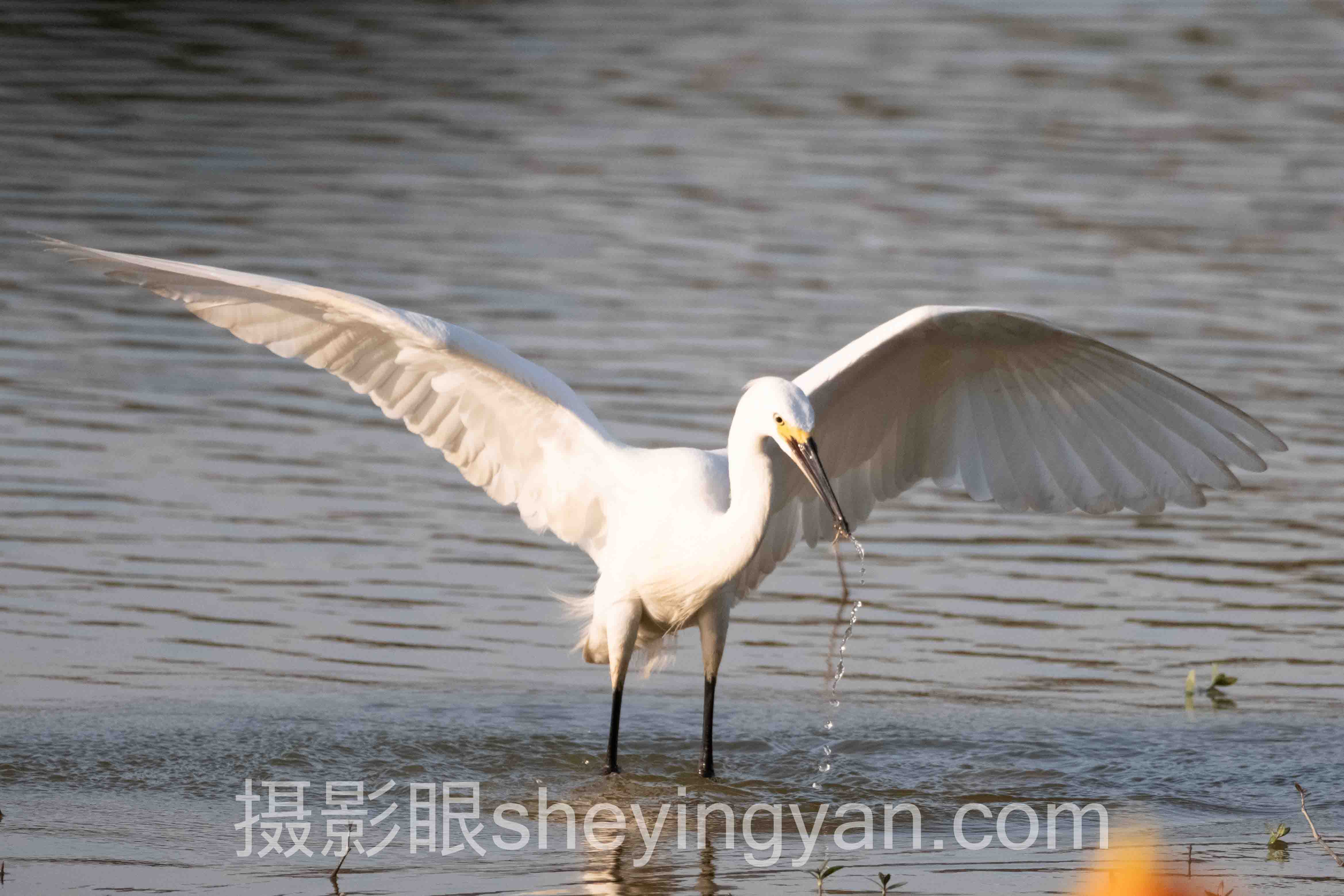 照片打分准确度完整指南：从入门到精通的7个步骤